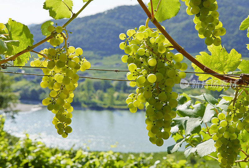 欣赏著名的多瑙河流域――拍摄于下奥地利的“Weissenkirchen in der Wachau”